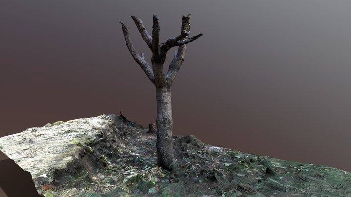 Cherry Tree Trunk Scan 3D Model