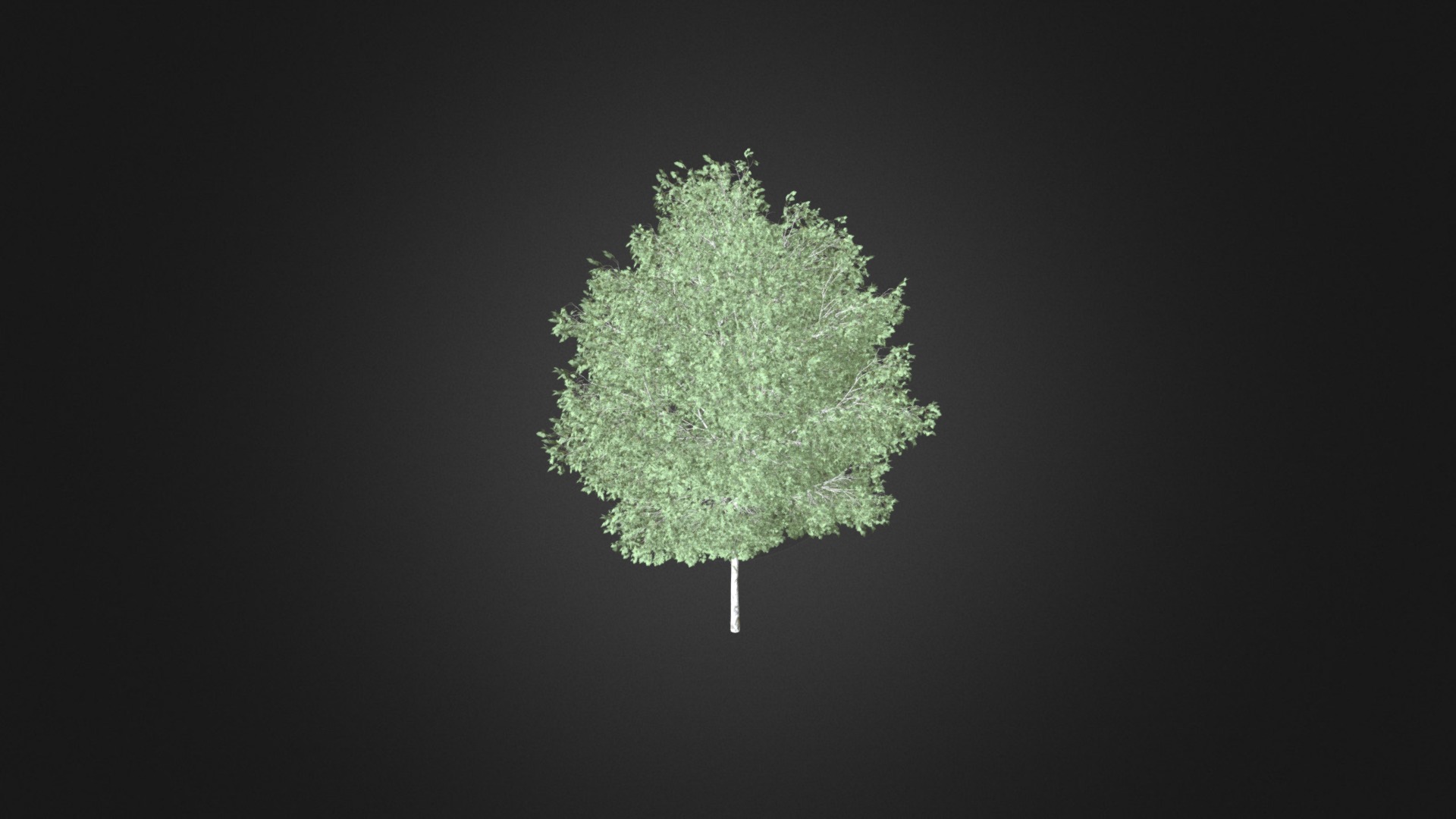 3D model Silver Birch 1 (Betula pendula) - This is a 3D model of the Silver Birch 1 (Betula pendula). The 3D model is about shape.