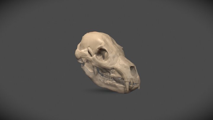 Bear anatomicaly correct skull sculpt 3D Model
