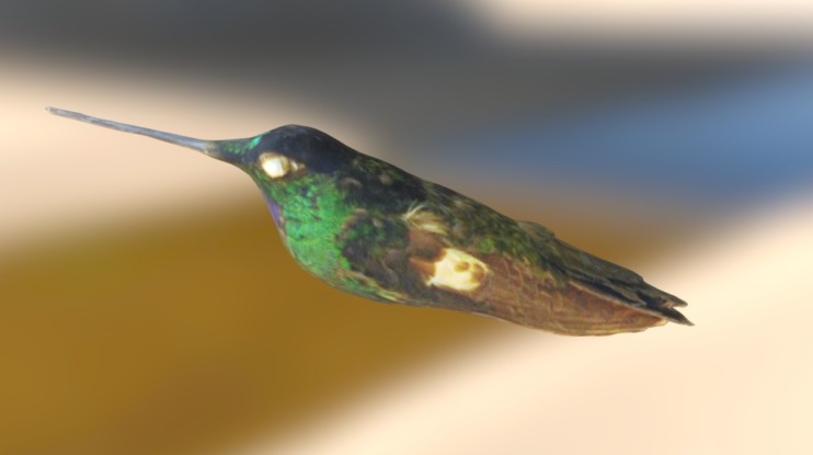 Buff-winged Starfrontlet (Coeligena lutetiae)
