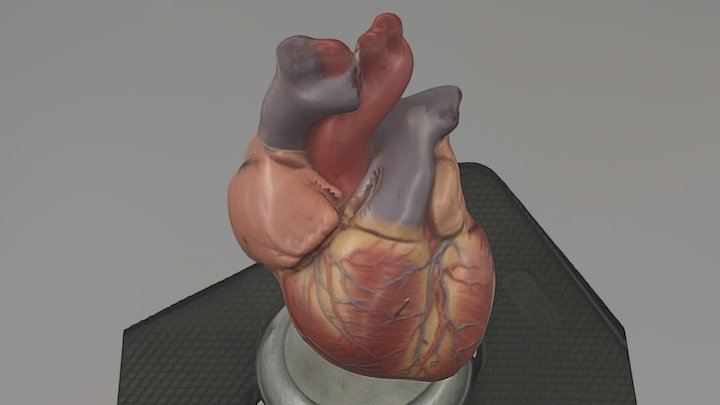 Heart 3D Scan Model 3D Model