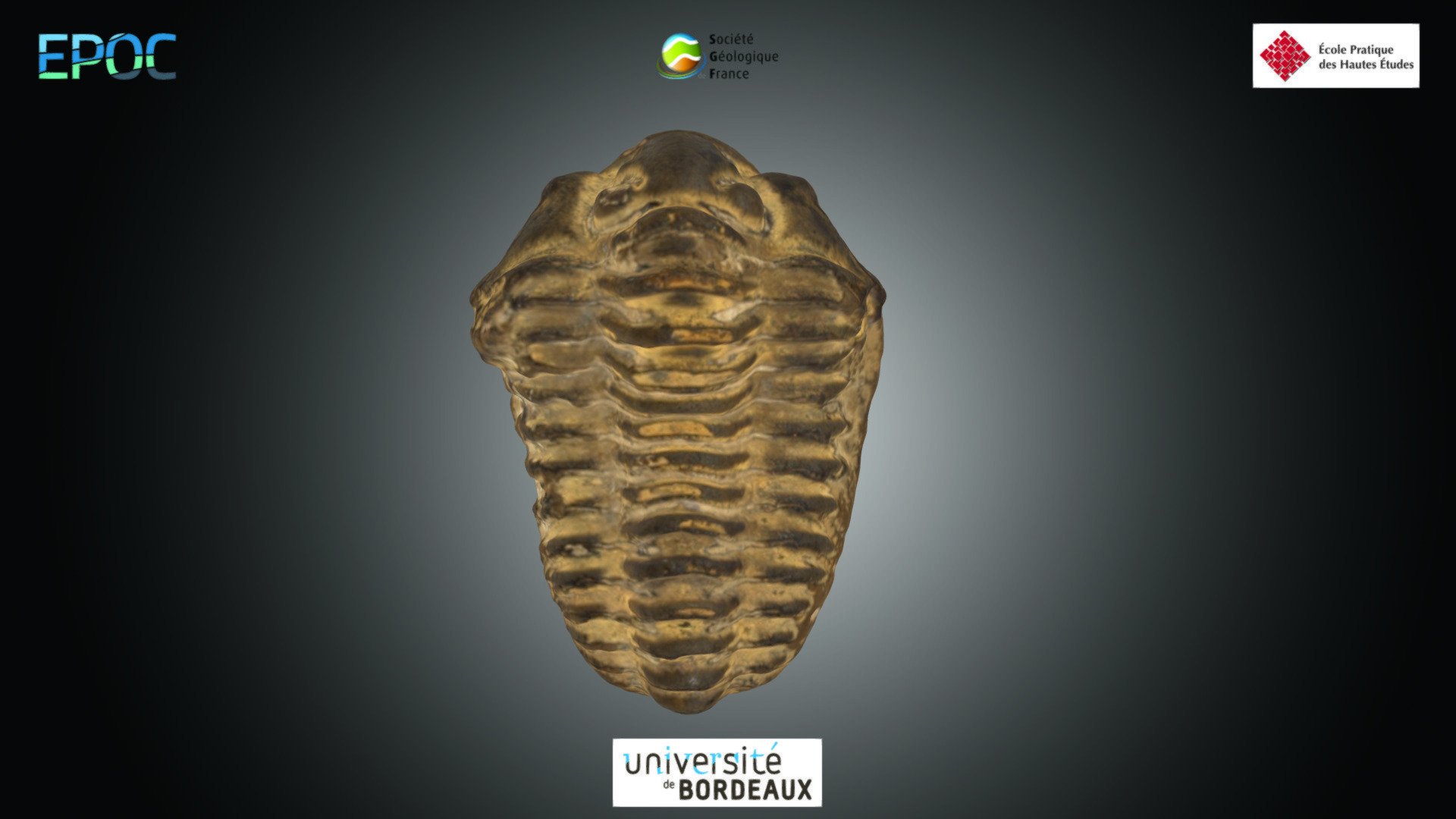 Trilobite - Calymene sp.