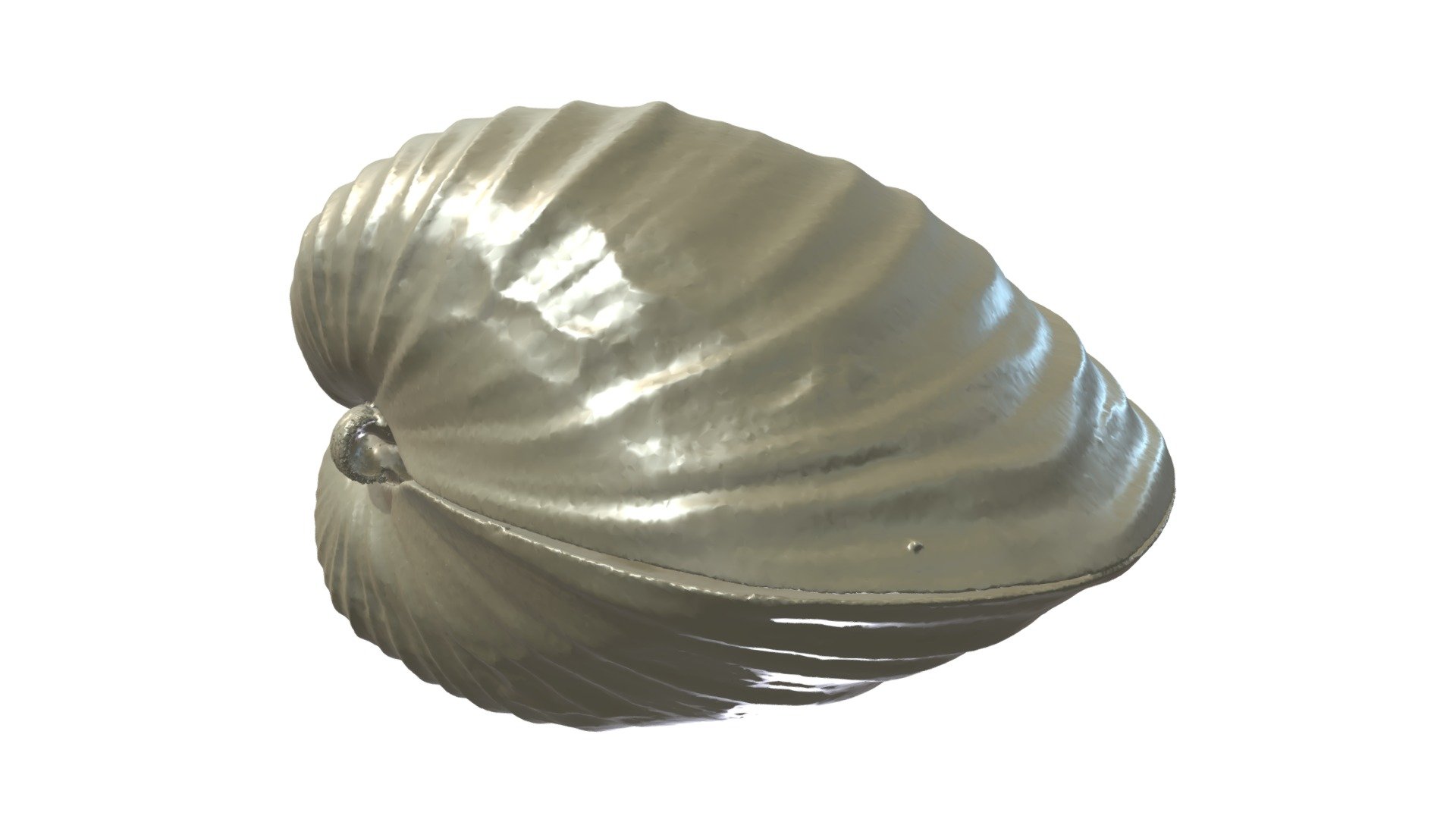 High Resolution CT Scan of Mussel