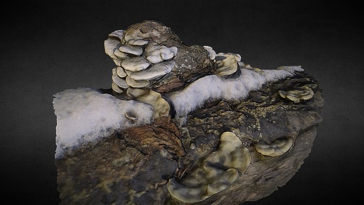 Shroom knot 3D Model