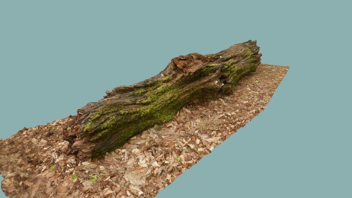 Rotten log