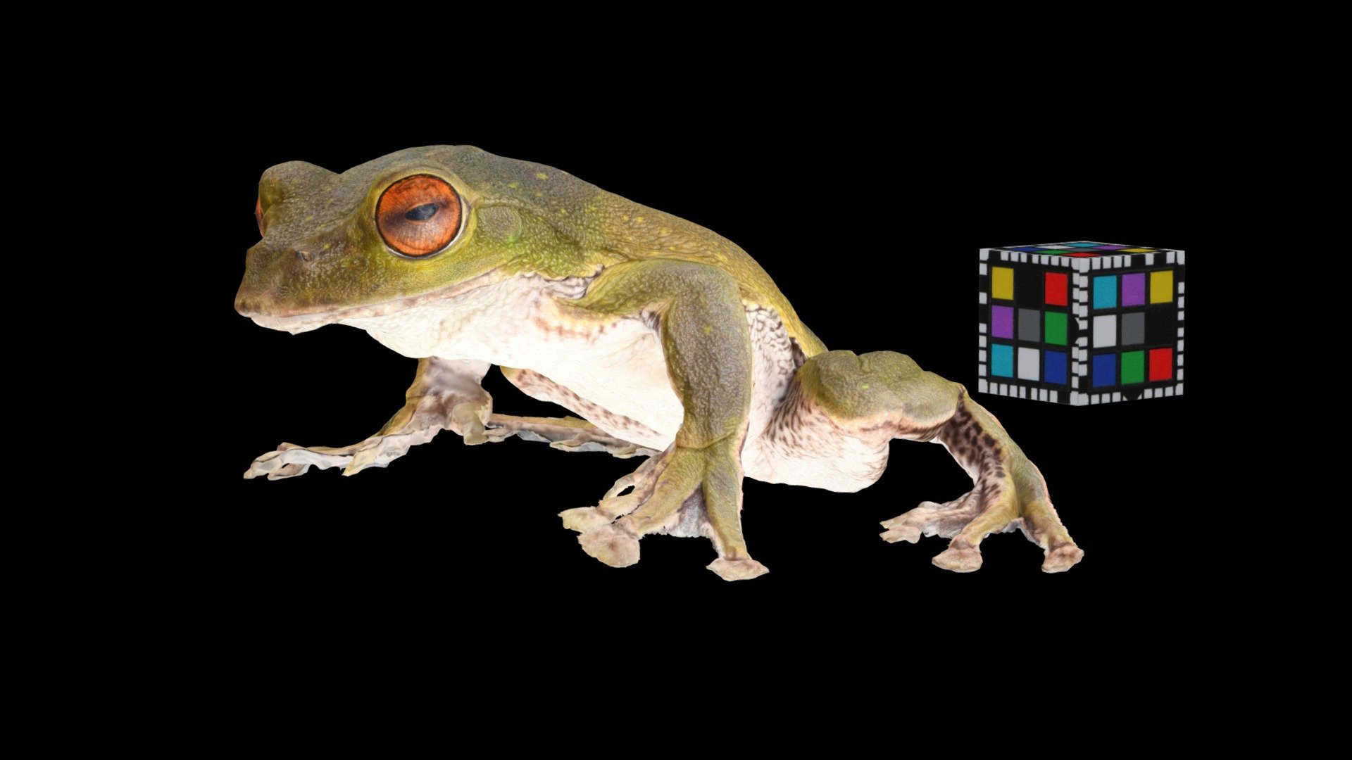 モリアオガエル ♂ Green Tree Frog, Rhacophorus arboreus - Download Free 3D model by  ffish.asia / floraZia.com [19500e2] - Sketchfab