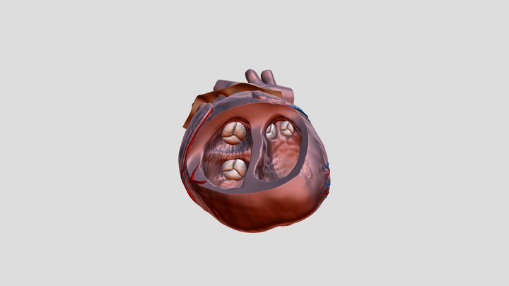 Сердце(разрез) 3D Model
