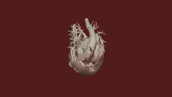 heart_normal 3D Model