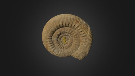 Skirroceras macrum 3D Model