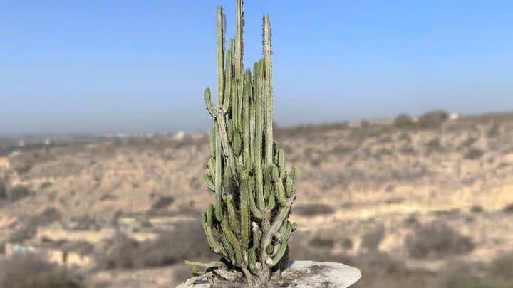 Cactus – Modèle 3D gratuit STL