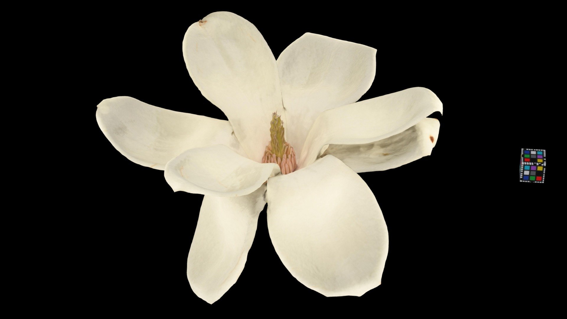 CC0 ハクモクレン Lilytree, Magnolia denudata Download Free 3D model by