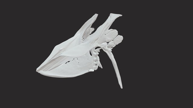 Rhinecanthus aculeatus 3D Model
