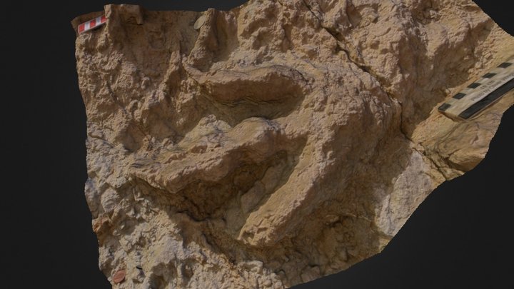Theropod Dinosaur Footprint Natural Cast 3D Model