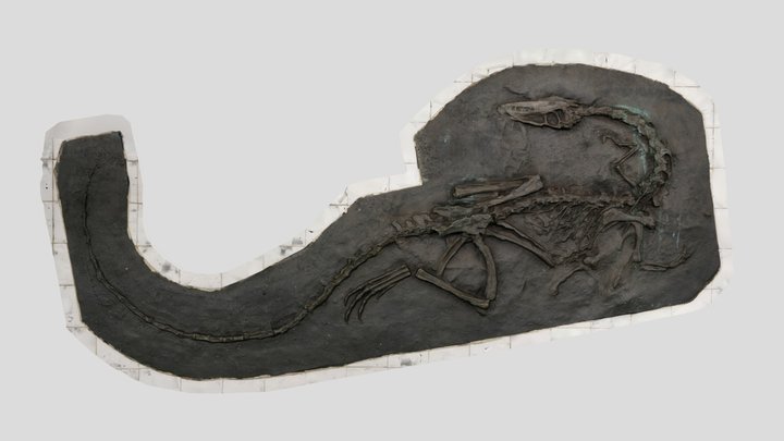 Coelophysis bauri - 81st Street NY Subway