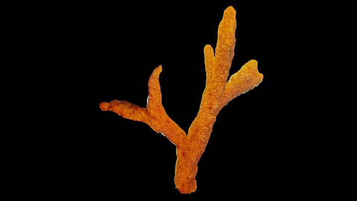 #51: Ptilocaulis walpersii 3D Model