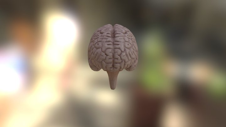 Human Brain 3D Model