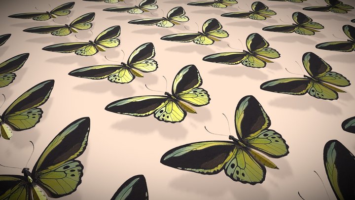 Ornithoptera Cassandra – Modelo 3D gratuito STL