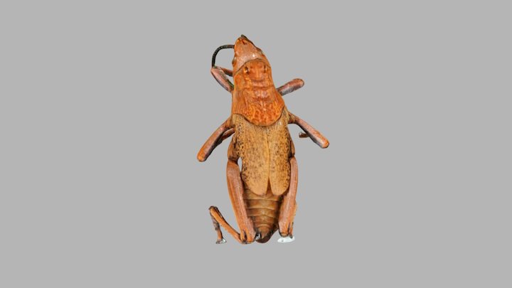 Locust 3D Model