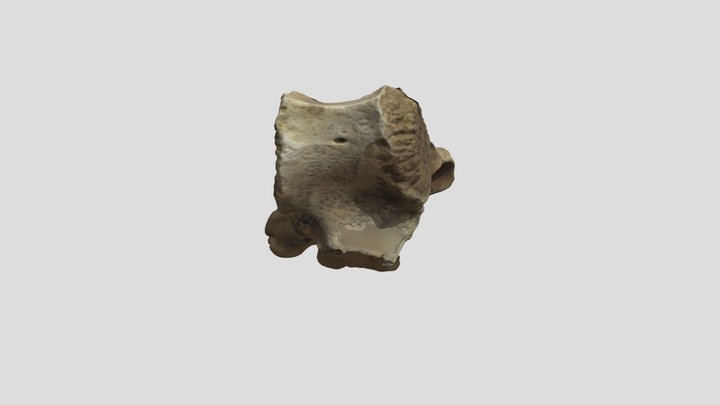 Vertebra 3 3D Model