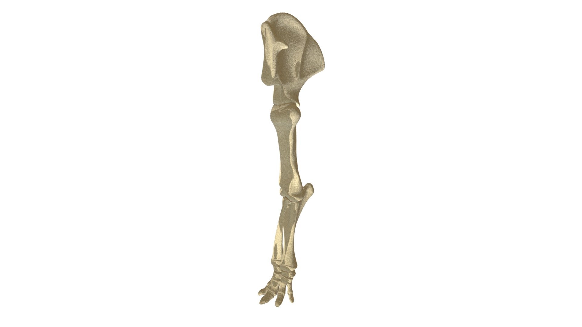 Elephant Leg Skeleton - Buy Royalty Free 3D model by 3DHorse [1970220 ...