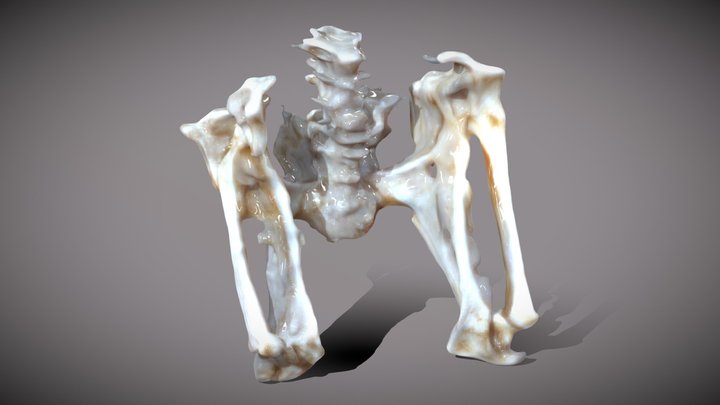 Human Skeleton Bones, Waist 3D Model