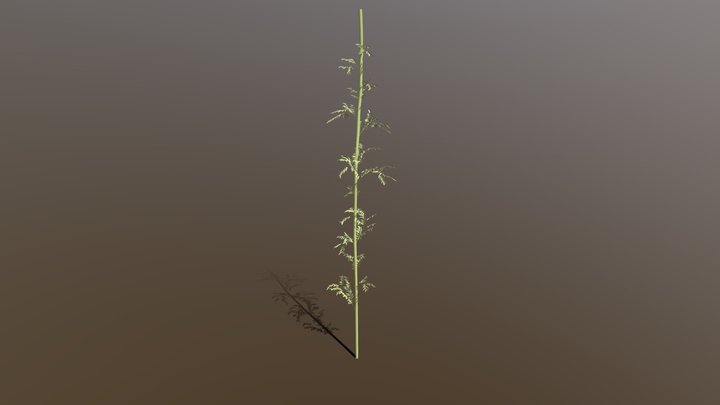 Bamboo 3D Model