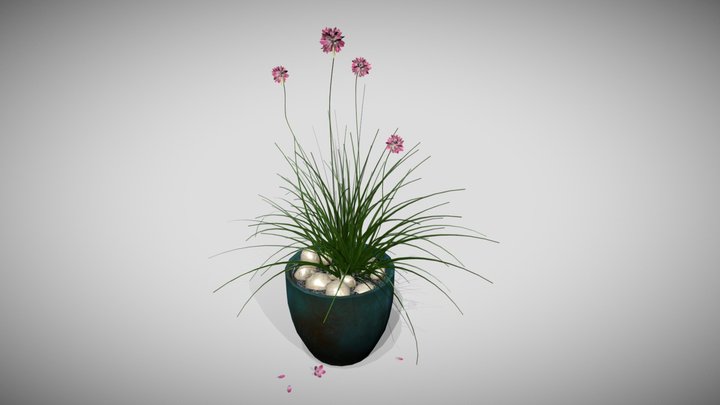 Flower - Armeria maritima 3D Model