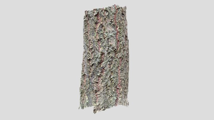 Gewöhnliche Douglasie 3D Model