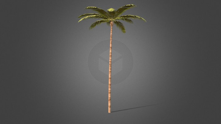 SM_PalmTree 3D Model