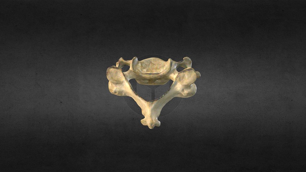 AXIAL - A 3D model collection by simone.zanirato - Sketchfab