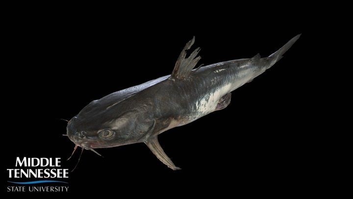 Hardhead Catfish - Ariopsis felis 3D Model