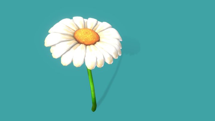 A beautiful daisy 3D Model