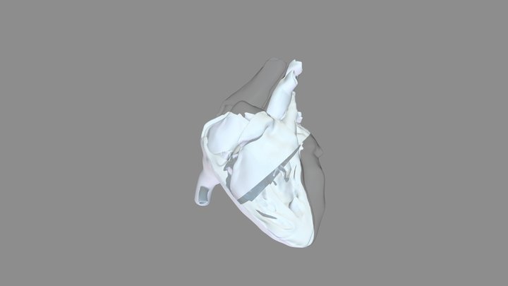 Fetal heart cross section 3D Model