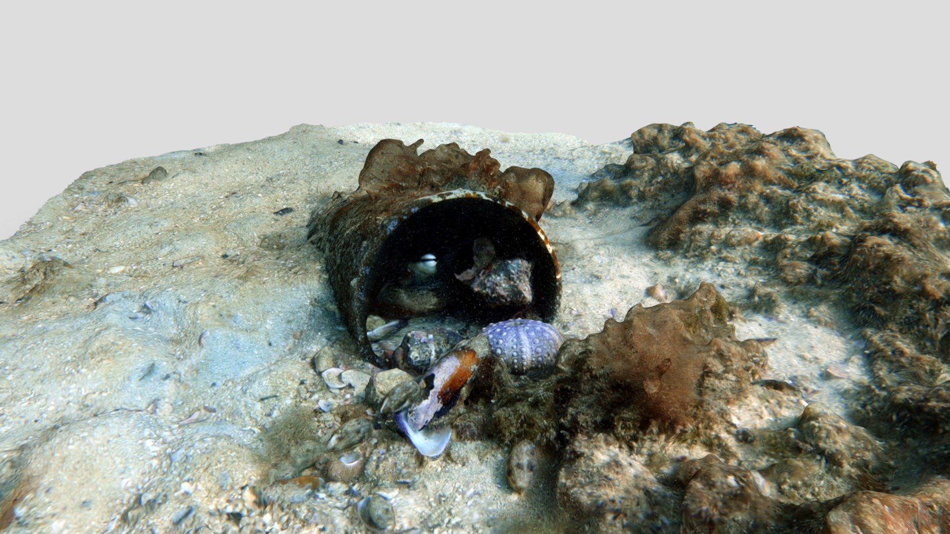 Octopus in pipe, Bathers Bay.