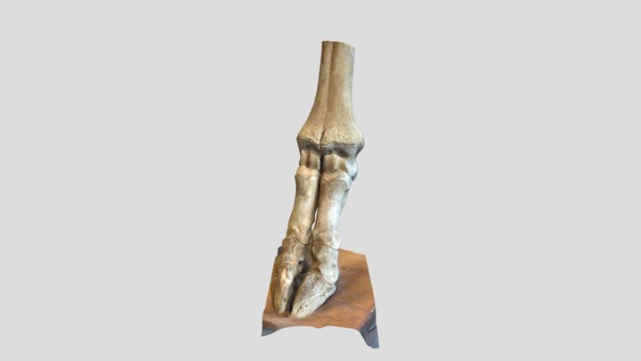 Giraffe foot 2 3D Model