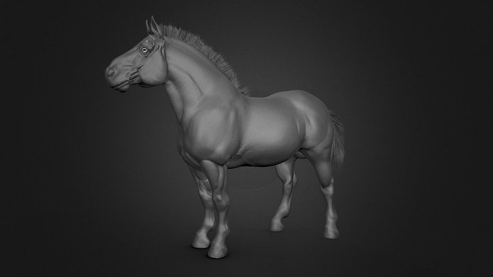 Horse Ⅰ  – Morphology Studies 3D Model