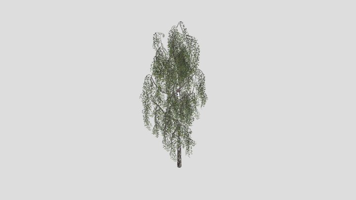 silver birch - 3D model by Jamlu69 [74450e8] - Sketchfab