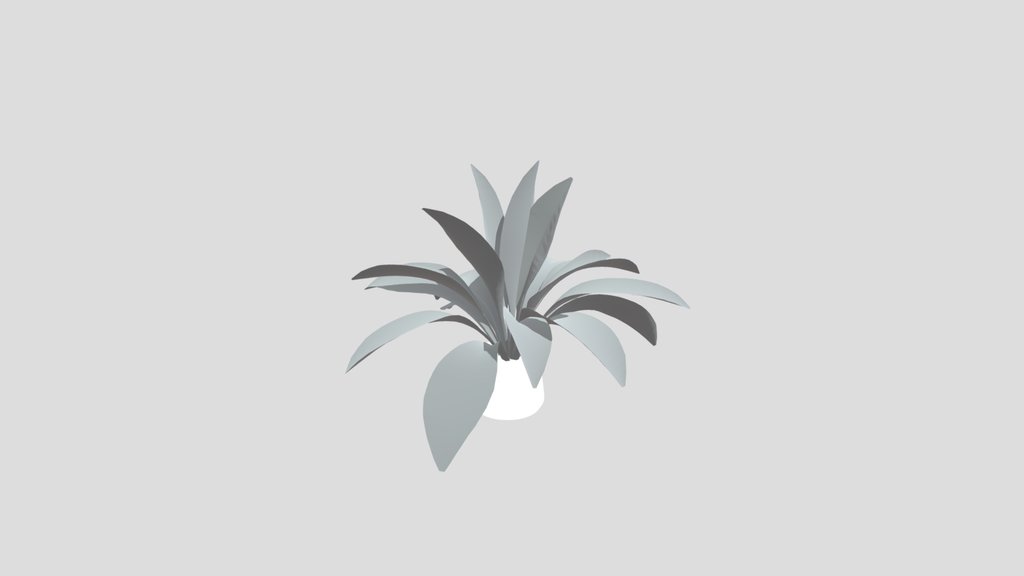 Haran Iron Plant Young Potted
