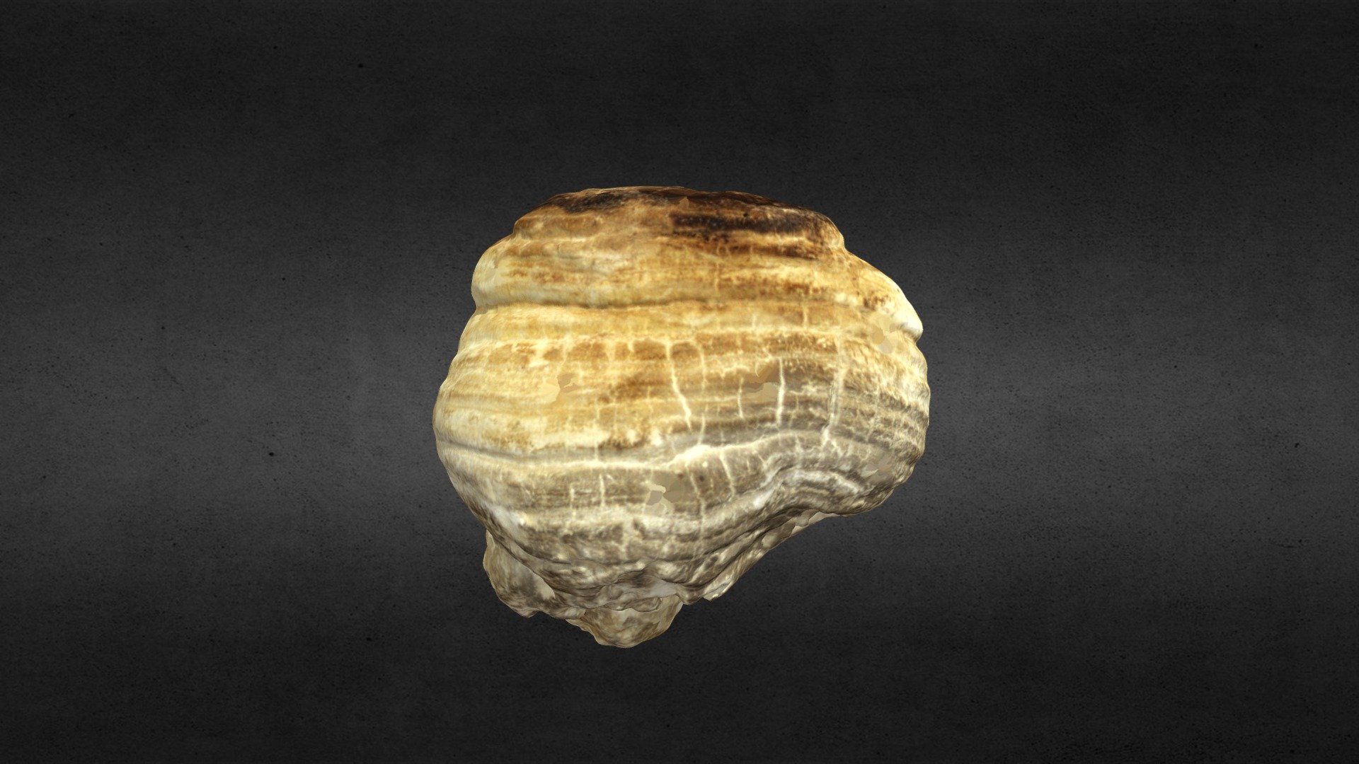 Pathology2 Forest Pathology Specimen 3D model by Heritage Research