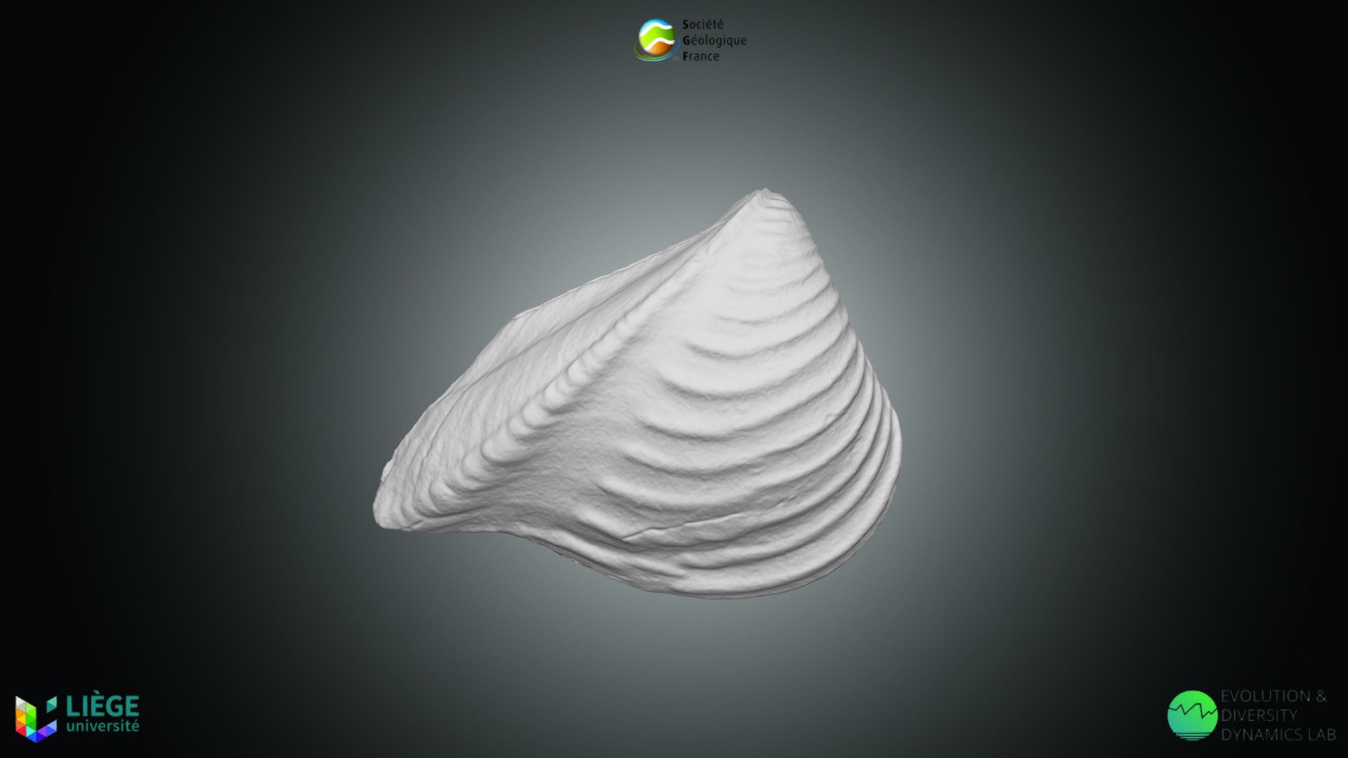 Bivalve - Trigonia costata