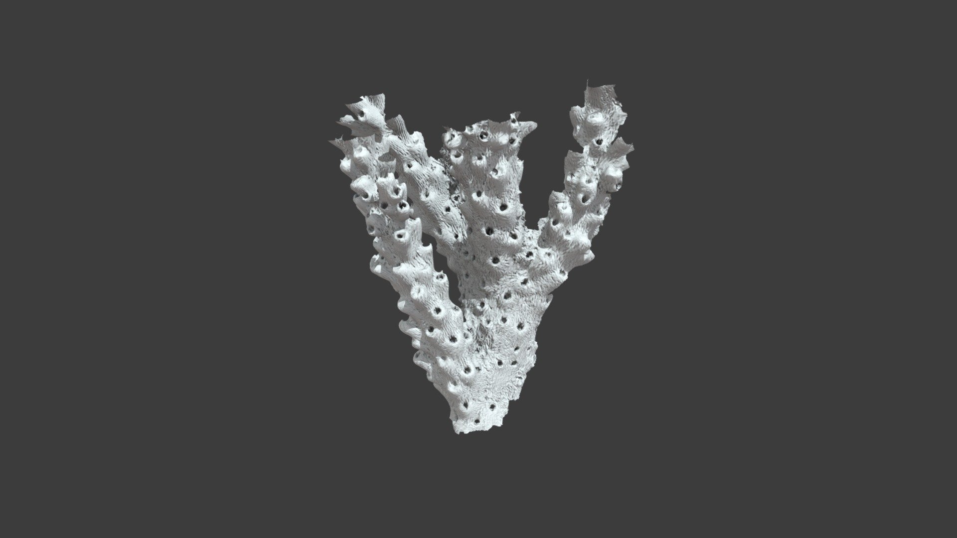 Madrepora tenuis