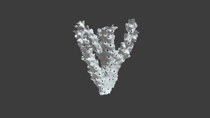 Madrepora tenuis – Modello 3D gratuito STL