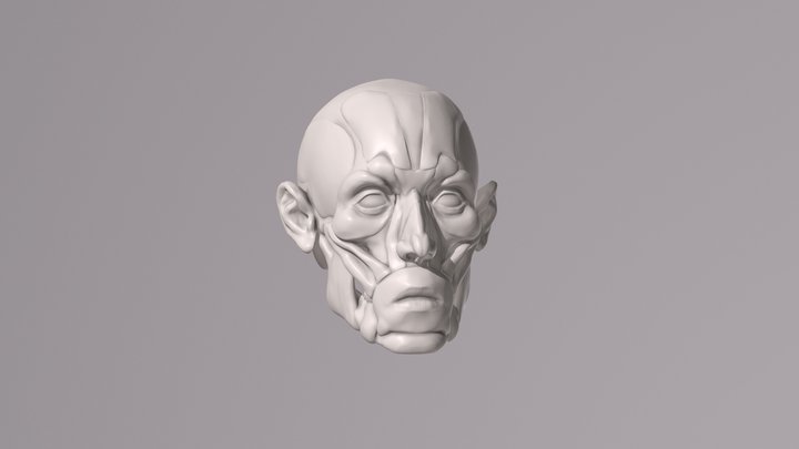 Facial Écorché 3D Model