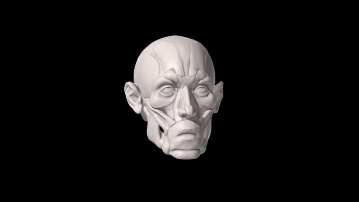 Facial Écorché 3D Model