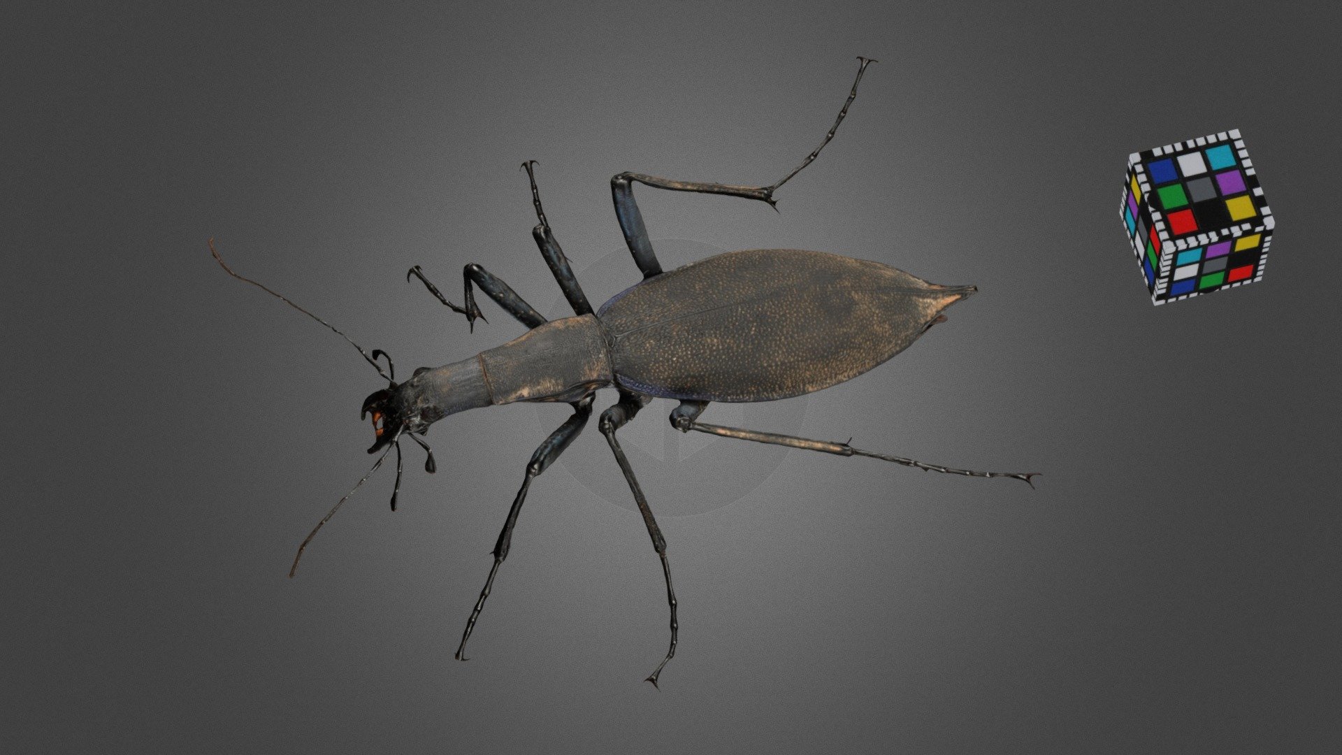 マイマイカブリ L Japanese Ground Beetle, D. blaptoides