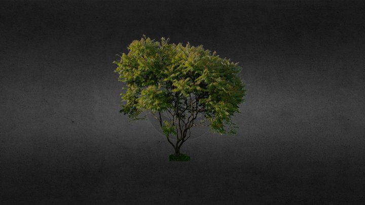 Arbol 3D Model