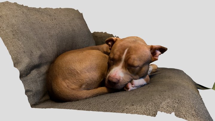 Sol My Son dog 3D Model