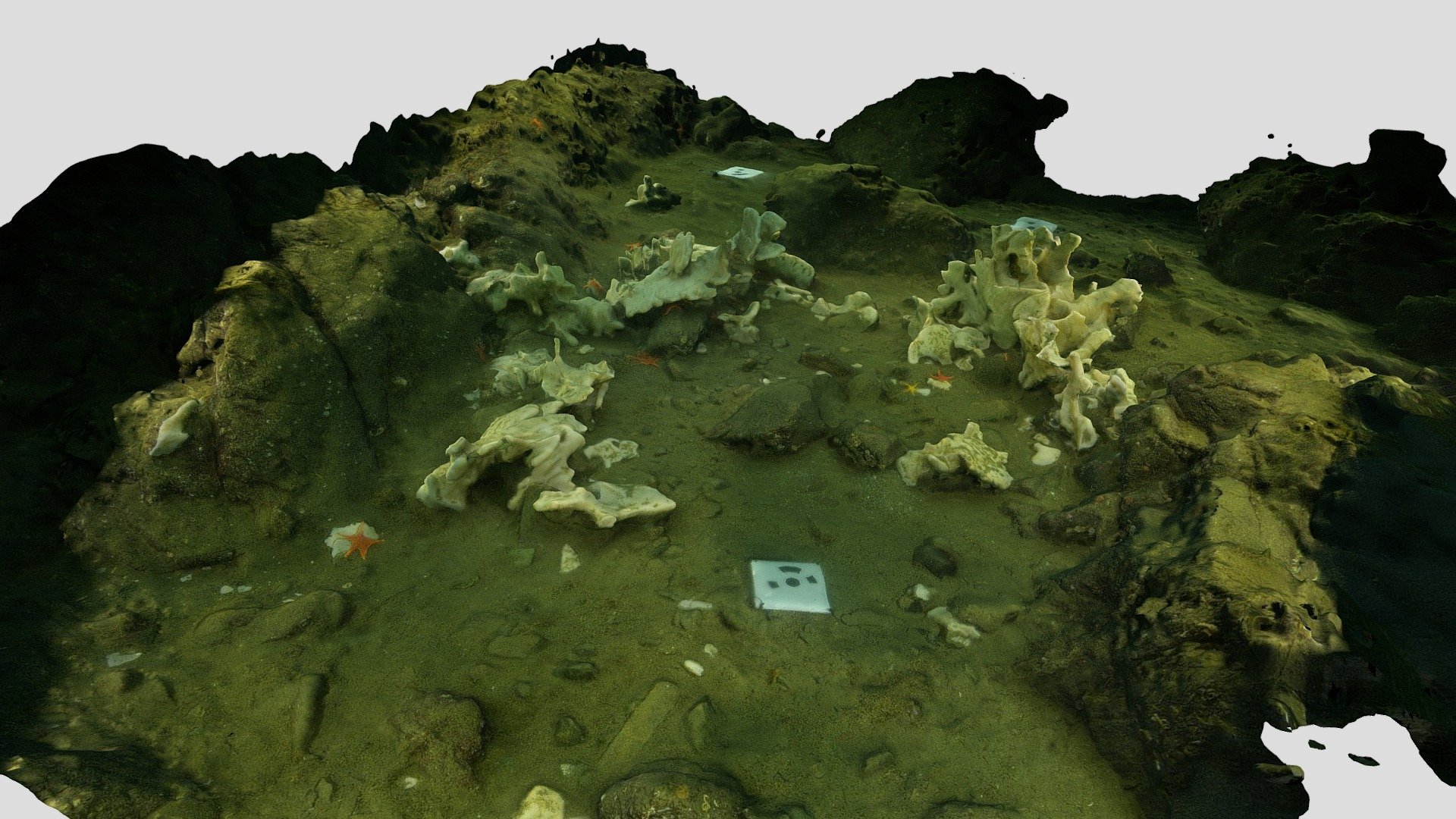 Station 5 2020-01-04 McKenzie Bight Cloud Sponge