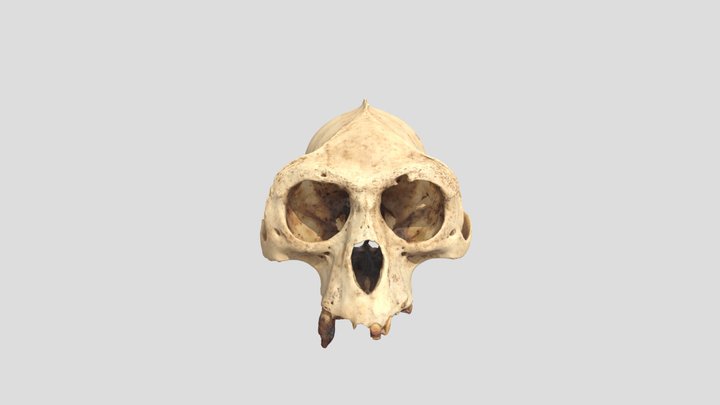 Western Red Colobus 22-5 Demo 3D Model