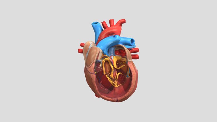 Anatomical Heart Diagram 3D Model